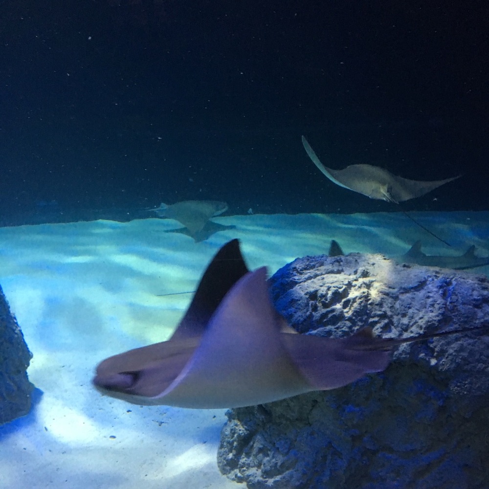 Hello, I’m Ashlie! Welcome to my Closet!